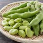 Purple Sweet Pea Broad Green Soy Bean Brownbean Bonsai Vegetables 1 PCS Seeds