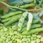 Purple Sweet Pea Broad Green Soy Bean Brownbean Bonsai Vegetables 1 PCS Seeds