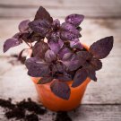 Purple Sweet Basil with Giant Leaves 100 PCS Seeds Purple Sweet Basil with Giant Leaves 100 PCS Seeds