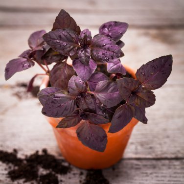 Purple Sweet Basil with Giant Leaves 100 PCS Seeds