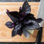 Purple Sweet Basil with Giant Leaves 100 PCS Seeds