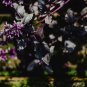 Purple Sweet Basil with Giant Leaves 100 PCS Seeds