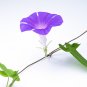 Purple Hige & Solid Morning Glory 50 PCS Seeds