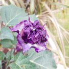 Purple Moonflower Gorgeous Night Blooming Beautiful Garden Flower 20 PCS Seeds Purple Moonflower Gorgeous Night Blooming Beautiful Garden Flower 20 PCS Seeds