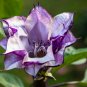Purple Moonflower Gorgeous Night Blooming Beautiful Garden Flower 20 PCS Seeds