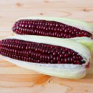 Purple Glutinous Maize Corn 100 PCS Seeds