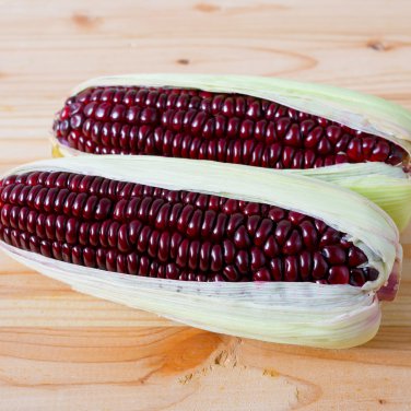 Purple Glutinous Maize Corn 100 PCS Seeds