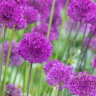 Purple Giant Allium Giganteum Perennial Flower Bonsai Garden 200 PCS Seeds Purple Giant Allium Giganteum Perennial Flower Bonsai Garden 200 PCS Seeds