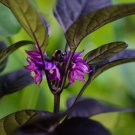Purple Flash Ornamental Pepper 100 PCS Seeds