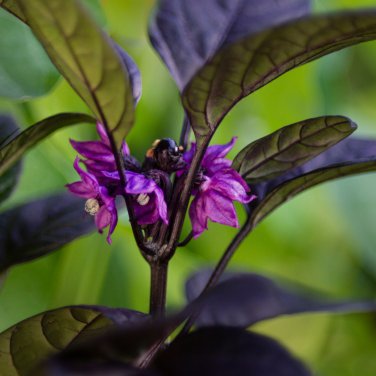 Purple Flash Ornamental Pepper 100 PCS Seeds
