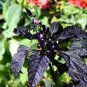Purple Flash Ornamental Pepper 100 PCS Seeds