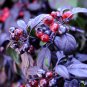 Purple Flash Ornamental Pepper 100 PCS Seeds