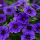 Purple Garden Petunia Perennial Flower 100 PCS Seeds