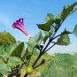 Purple Moon Angel Trumpet Datura Yellow Datura Metel Flowers 20 PCS Seeds