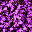 Purple Flower Lobelia vedrariensis Bonsai 500 PCS Seeds