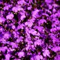 Purple Flower Lobelia vedrariensis Bonsai 500 PCS Seeds