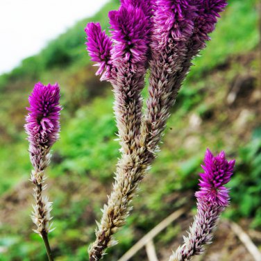Purple Flamingo Cockscomb 200 PCS Seeds