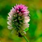 Purple Flamingo Cockscomb 200 PCS Seeds