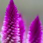 Purple Flamingo Cockscomb 200 PCS Seeds