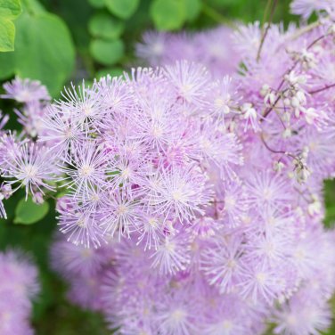 Purple Meadow Rue 50 PCS Seeds
