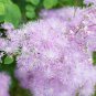 Purple Meadow Rue 50 PCS Seeds