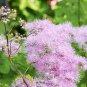 Purple Meadow Rue 50 PCS Seeds