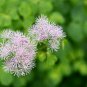 Purple Meadow Rue 50 PCS Seeds