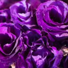 Purple European Rose 50 PCS Seeds