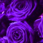 Purple European Rose 50 PCS Seeds
