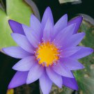 Purple Lotus 5 PCS Seeds