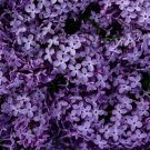 Purple Japanese Lilac 100 PCS Seeds Purple Japanese Lilac 100 PCS Seeds