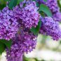 Purple Japanese Lilac 100 PCS Seeds