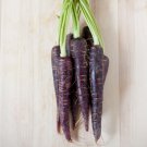 Purple Dragon Carrot Absolutely Unique Bird's Nest Carota 500 PCS Seeds Purple Dragon Carrot Absolutely Unique Bird's Nest Carota 500 PCS Seeds