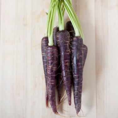 Purple Dragon Carrot Absolutely Unique Bird's Nest Carota 500 PCS Seeds