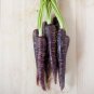 Purple Dragon Carrot Absolutely Unique Bird's Nest Carota 500 PCS Seeds