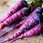 Purple Dragon Carrot Absolutely Unique Bird's Nest Carota 500 PCS Seeds
