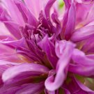 Purple dahlia flower 30 PCS Seeds