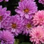 Purple dahlia flower 30 PCS Seeds