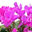 Purple Cyclamen Coum 6 PCS Seeds