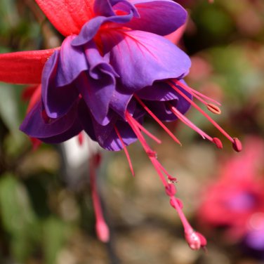 Purple Double Petals Fuchsia Potted Flower Bonsai Plants 100 PCS Seeds