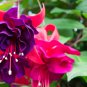 Purple Double Petals Fuchsia Potted Flower Bonsai Plants 100 PCS Seeds