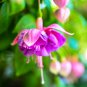 Purple Double Petals Fuchsia Potted Flower Bonsai Plants 100 PCS Seeds