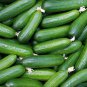 Purple Cucumber Garden Farm Vegetable Plants 100 PCS Seeds