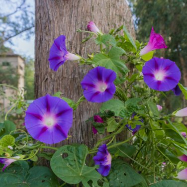 Purple Corrugated Double Morning Glory 10 PCS Seeds