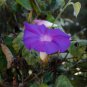 Purple Corrugated Double Morning Glory 10 PCS Seeds