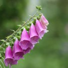 Purple Foxglove Flowers 100 PCS Seeds