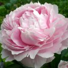 Purely Pink Salmon Peony Tree big blooming double petals 5 PCS Seeds Purely Pink Salmon Peony Tree big blooming double petals 5 PCS Seeds