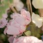 Purely Pink Salmon Peony Tree big blooming double petals 5 PCS Seeds