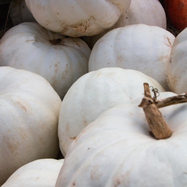 Pumpkin Casper White Pumpkin 25 Thru 100 PCS Seeds