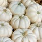 Pumpkin Casper White Pumpkin 25 Thru 100 PCS Seeds